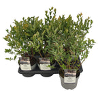 Vaccinium corymbosum 'Blue Suede'