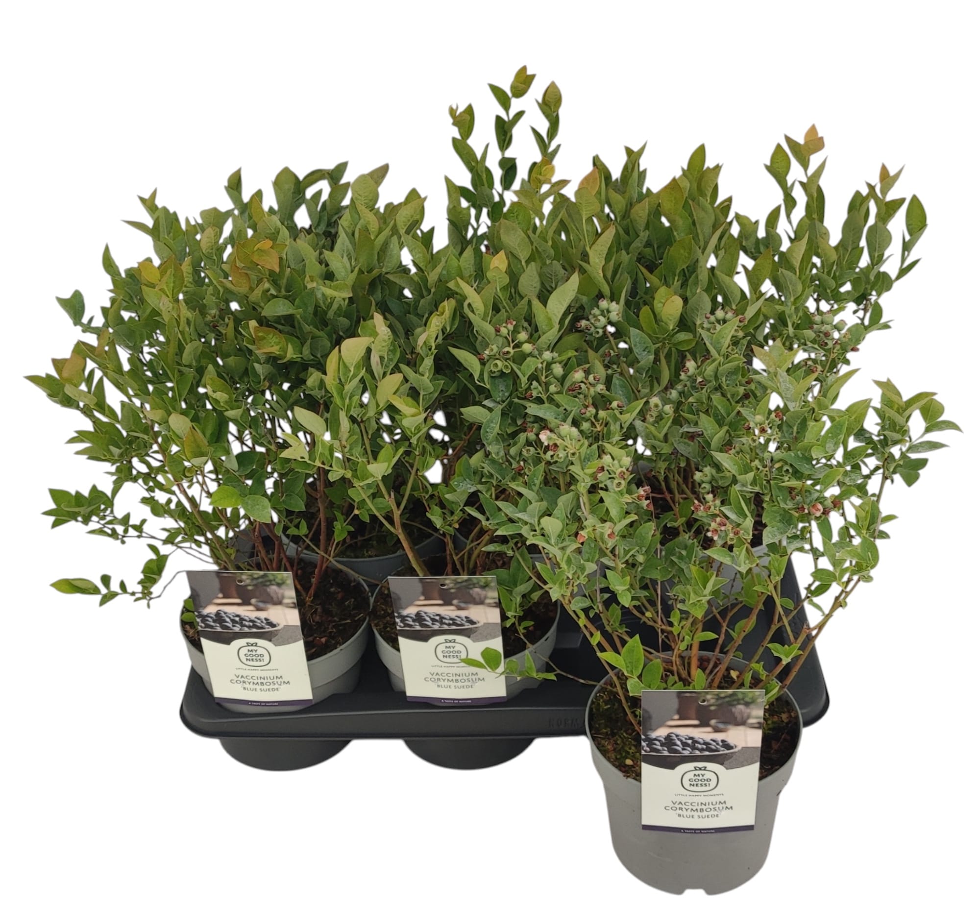 Vaccinium corymbosum 'Blue Suede'