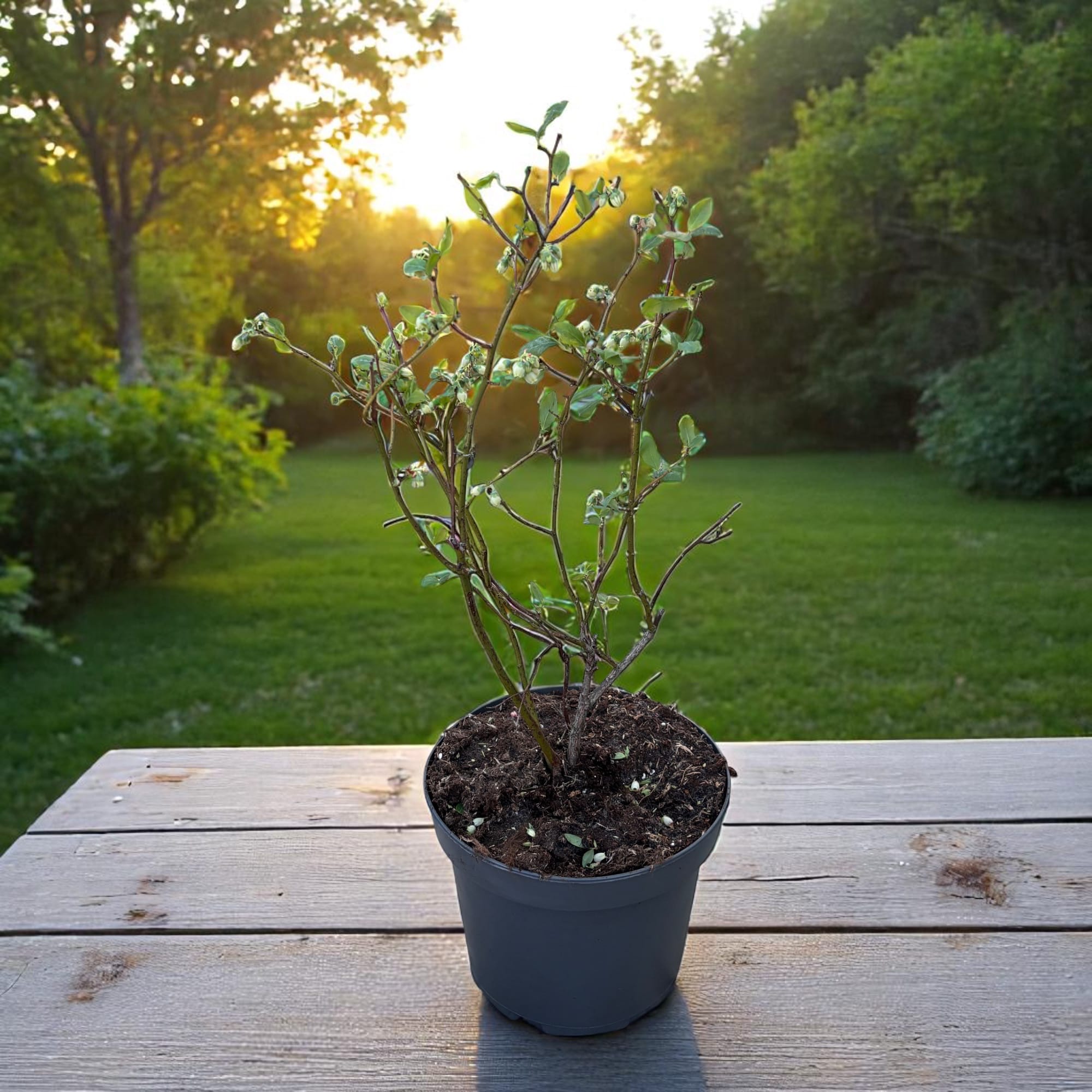 Afin productiv in ghiveci - Vaccinium corymbosum 'Bluecrop' D19