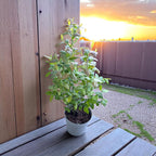 Afin productiv cu fructe mari - Vaccinium corymbosum 'Darrow'