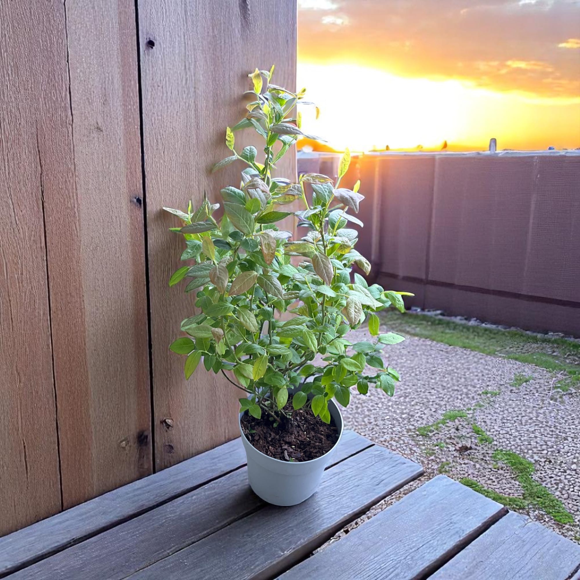 Afin productiv cu fructe mari - Vaccinium corymbosum 'Darrow'