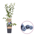 Afin de cultura productiv - Vaccinium corymbosum 'Jersey'