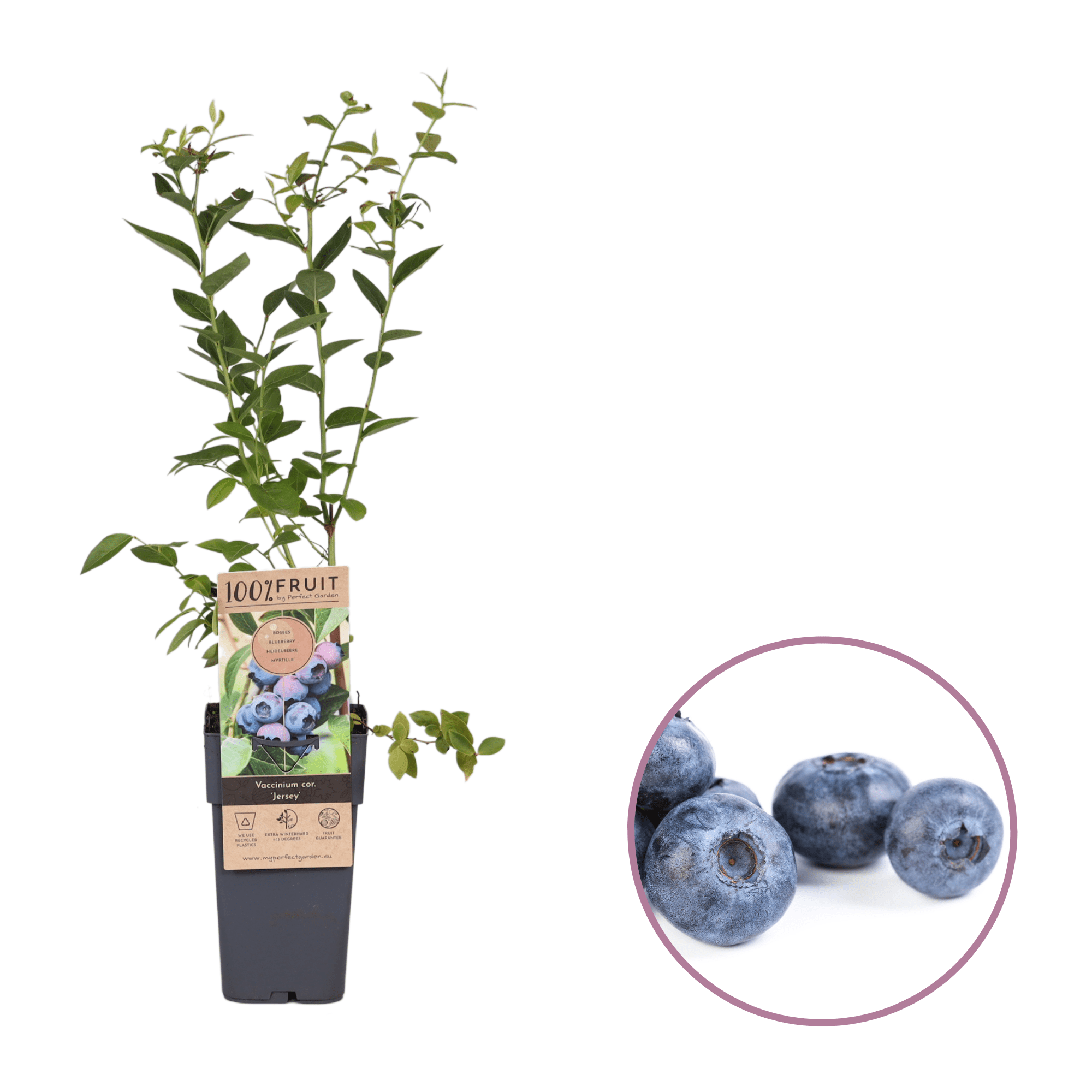 Afin de cultura productiv - Vaccinium corymbosum 'Jersey'