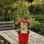 Vaccinium corymbosum 'Pink Lemonade' ('Pink Marmalade')