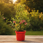 Vaccinium corymbosum 'Pink Lemonade' ('Pink Marmalade')