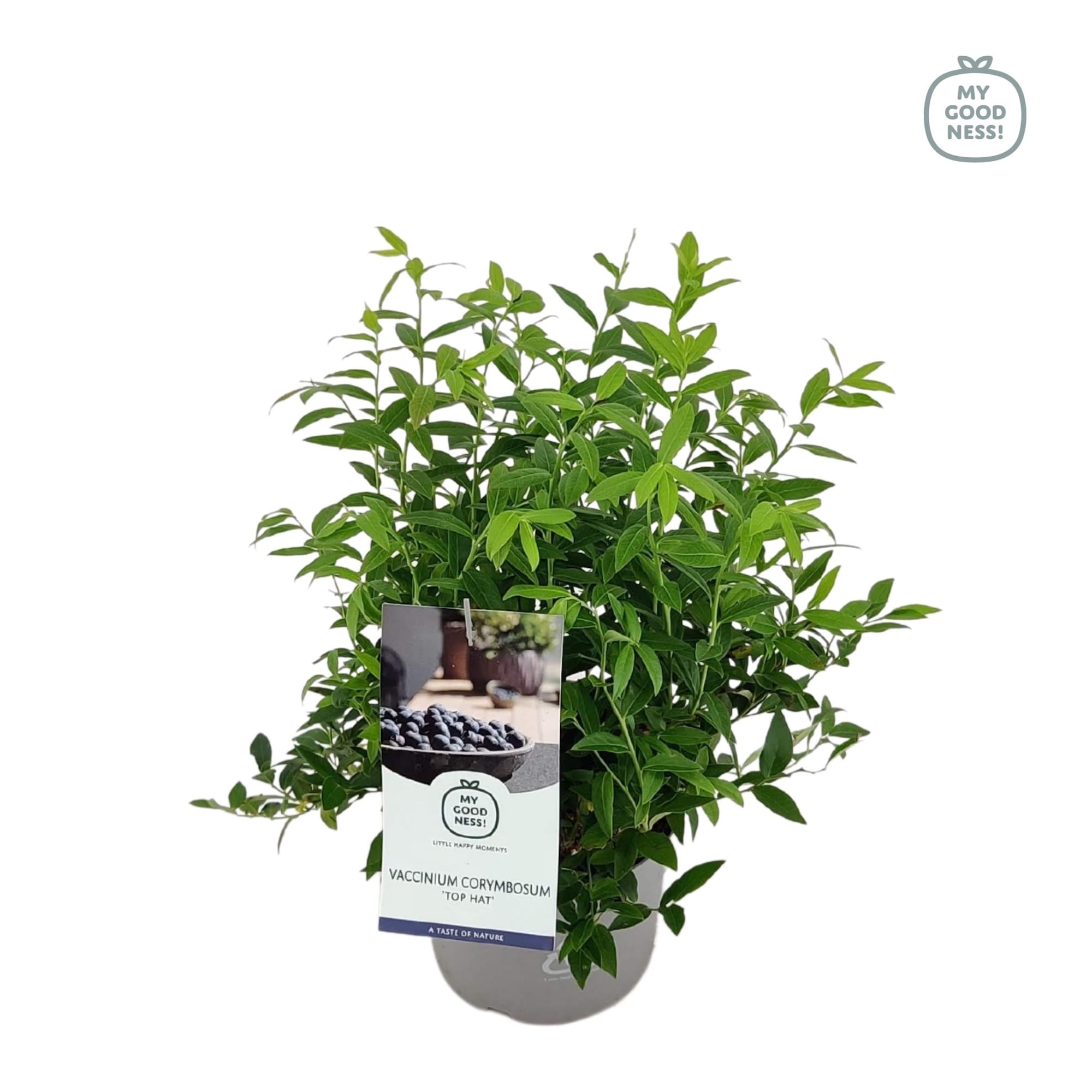 Afin pitic si productiv - Vaccinium corymbosum 'Top Hat'