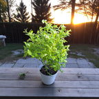 Afin cu fructe mari si dulci - Vaccinium corymbosum 'Toro'