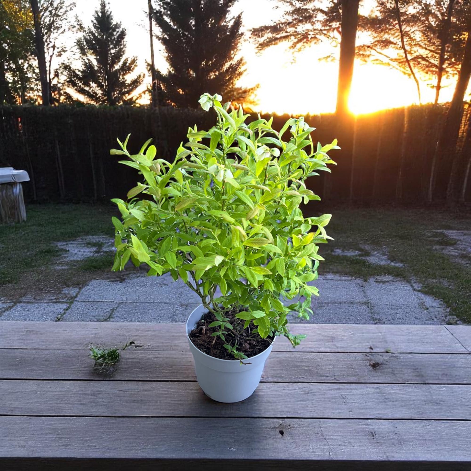 Afin cu fructe mari si dulci - Vaccinium corymbosum 'Toro'