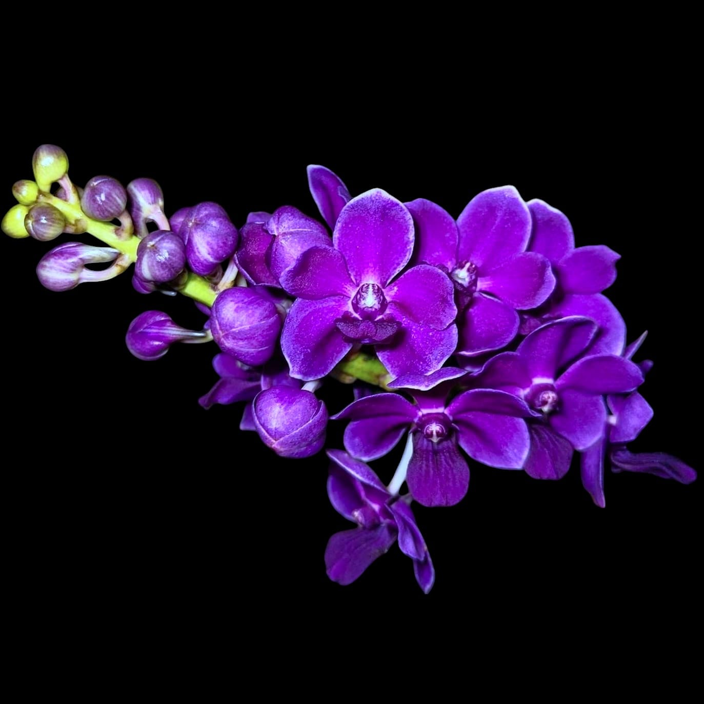 Van. Kiangchai 'Midnight Indigo' (Rhy. gigantea × Van. Thailand)