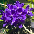 Van. Kiangchai 'Midnight Indigo' (Rhy. gigantea × Van. Thailand)