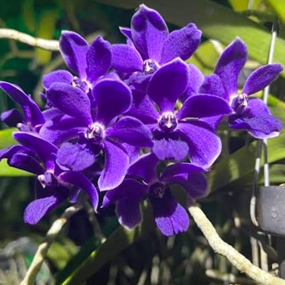 Van. Kiangchai 'Midnight Indigo' (Rhy. gigantea × Van. Thailand)