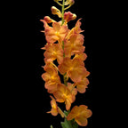 Van. Ladda Gold (V. garayi × Rhy. coelestis)