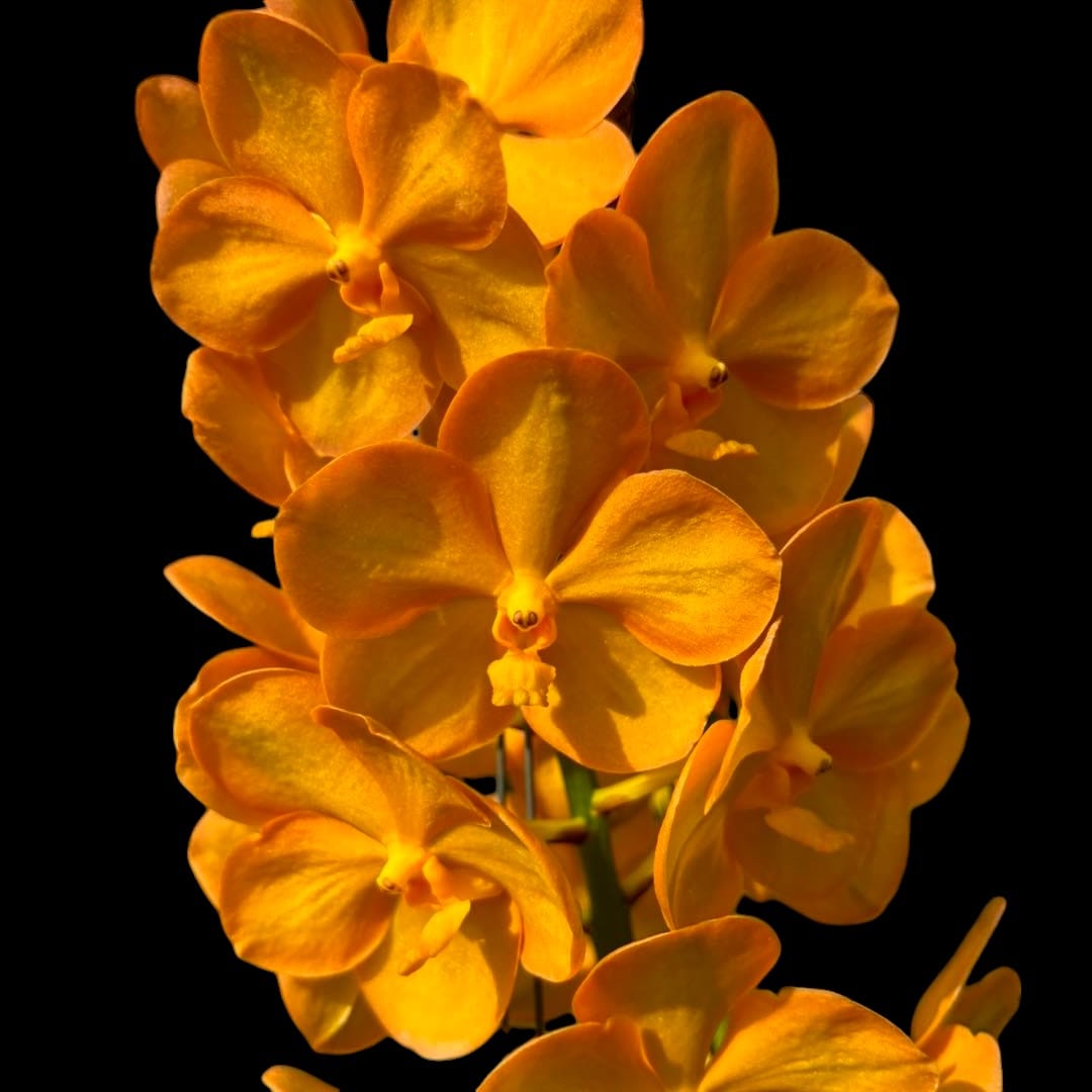 Van. Ladda Gold (V. garayi × Rhy. coelestis)