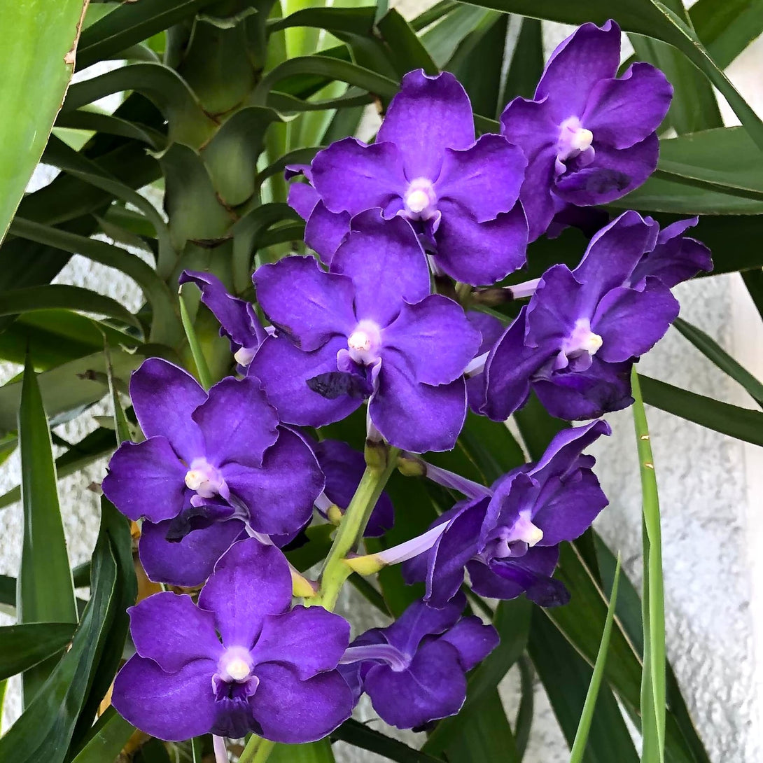 Vandachostylis Ploenpit Blue