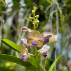 Van. Pon Washington No. 712