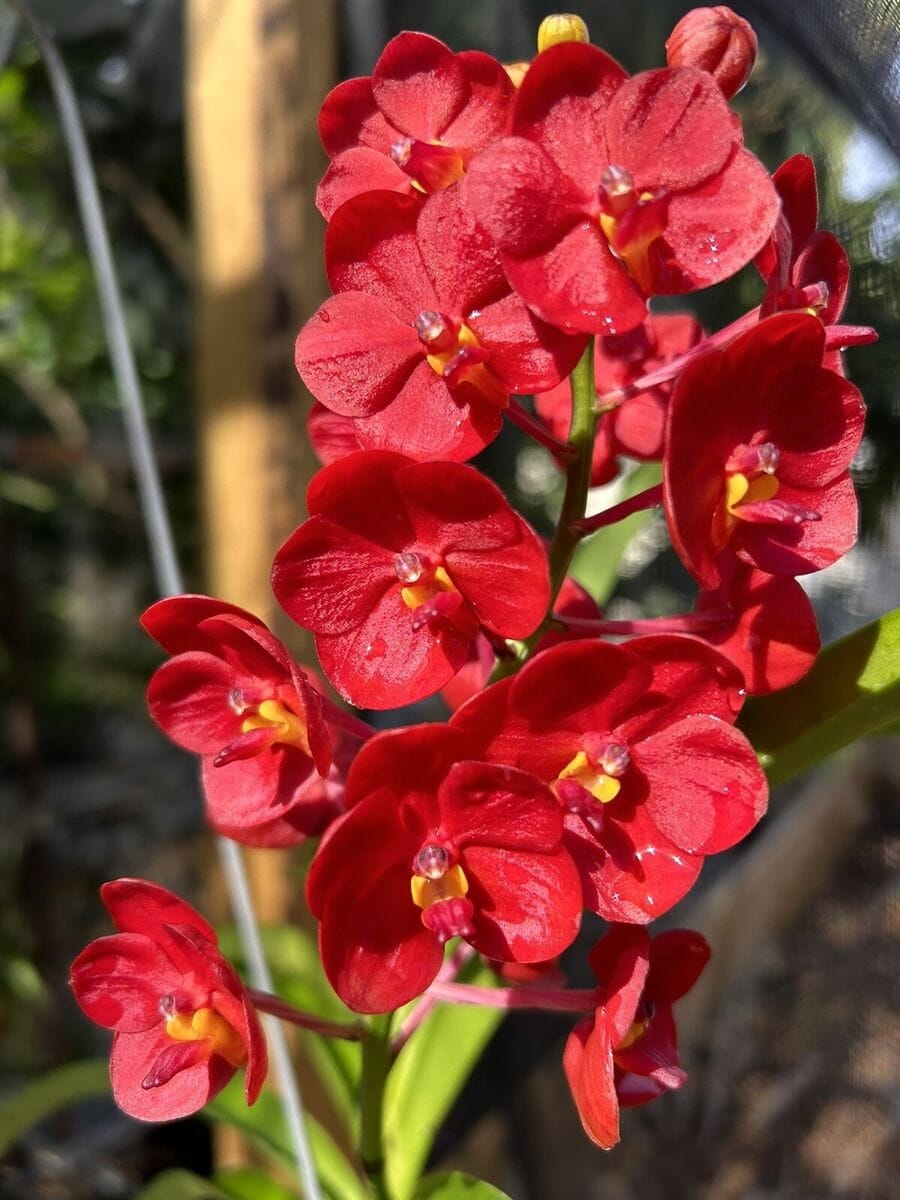 Vanda Jane Edgley (Vanda Haad Song-Khla x Vanda Red Devil)