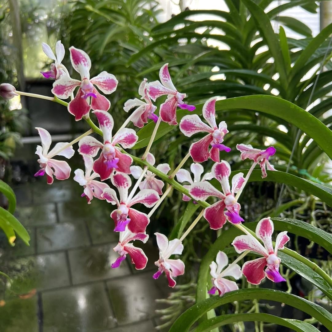 Vanda Colombo Vanda Loke (Vanda lamellata × Vanda luzonica) parfumata