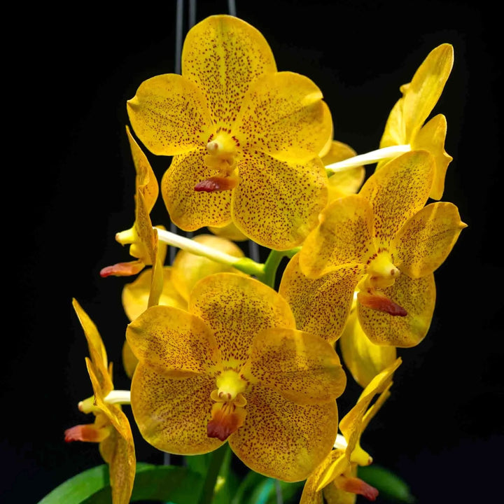 Vanda Ratchaburi Beauty