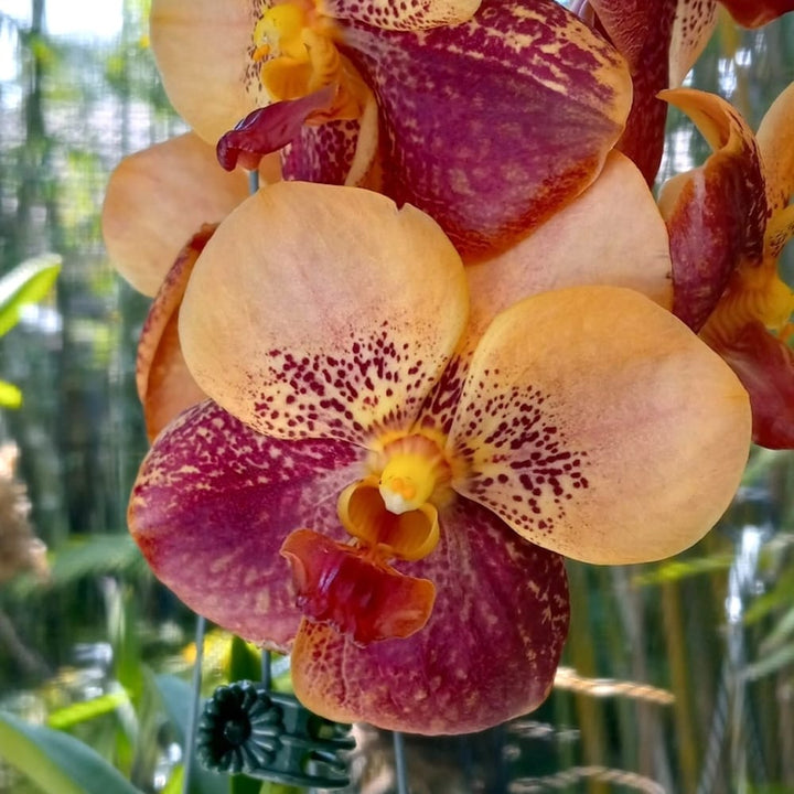 Vanda Suvarnabhumi ‘Carnival’