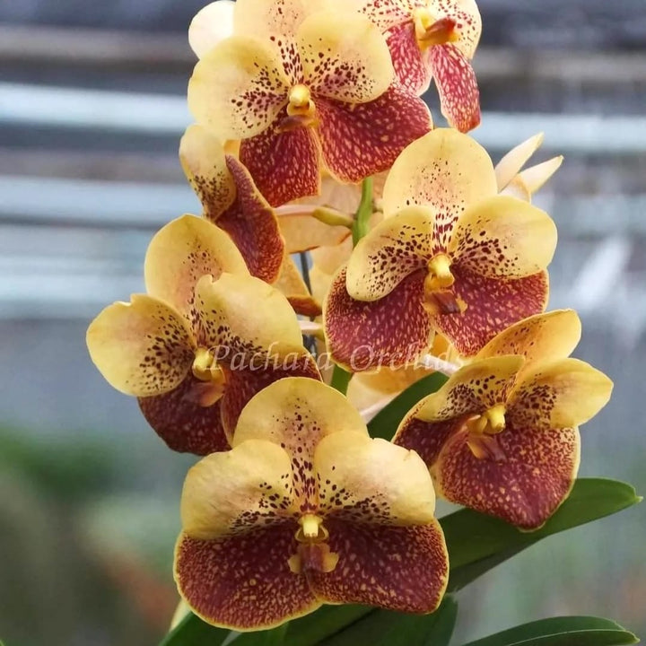 Vanda Suvarnabhumi ‘Carnival’