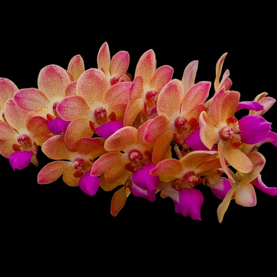 Wuttiphanara Manoonya 'Orange Fancy Pink Lip'