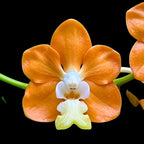 Vanda denisoniana 'Orange' - parfumata