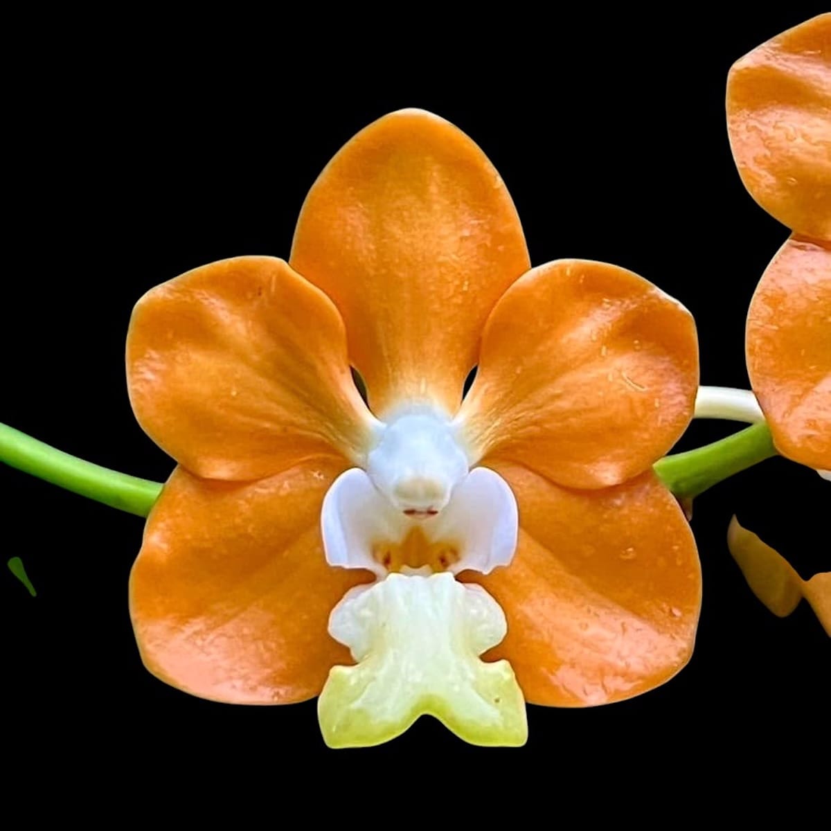 Vanda denisoniana 'Orange' - parfumata