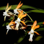 Vanda falcata-denisoniana