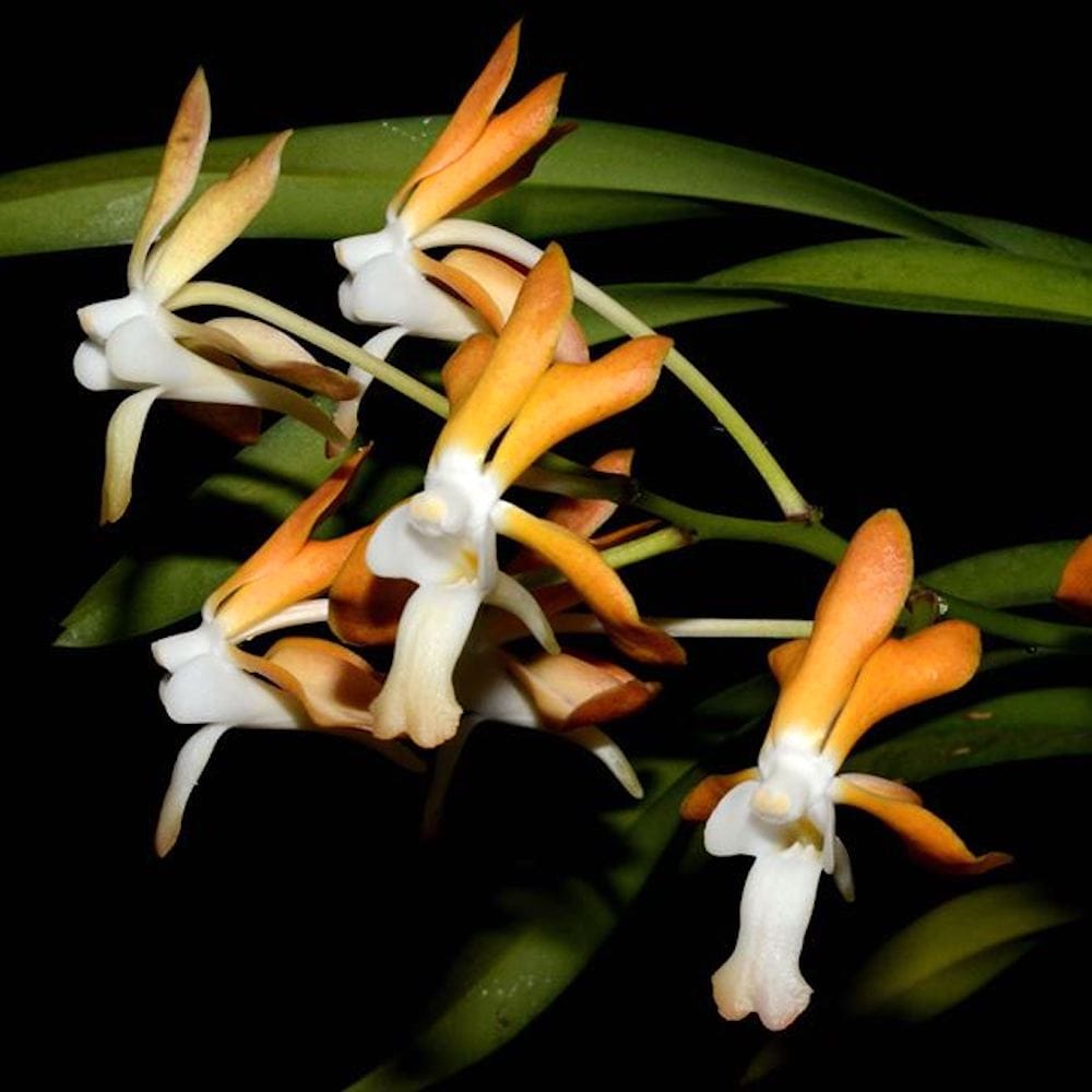 Vanda falcata-denisoniana