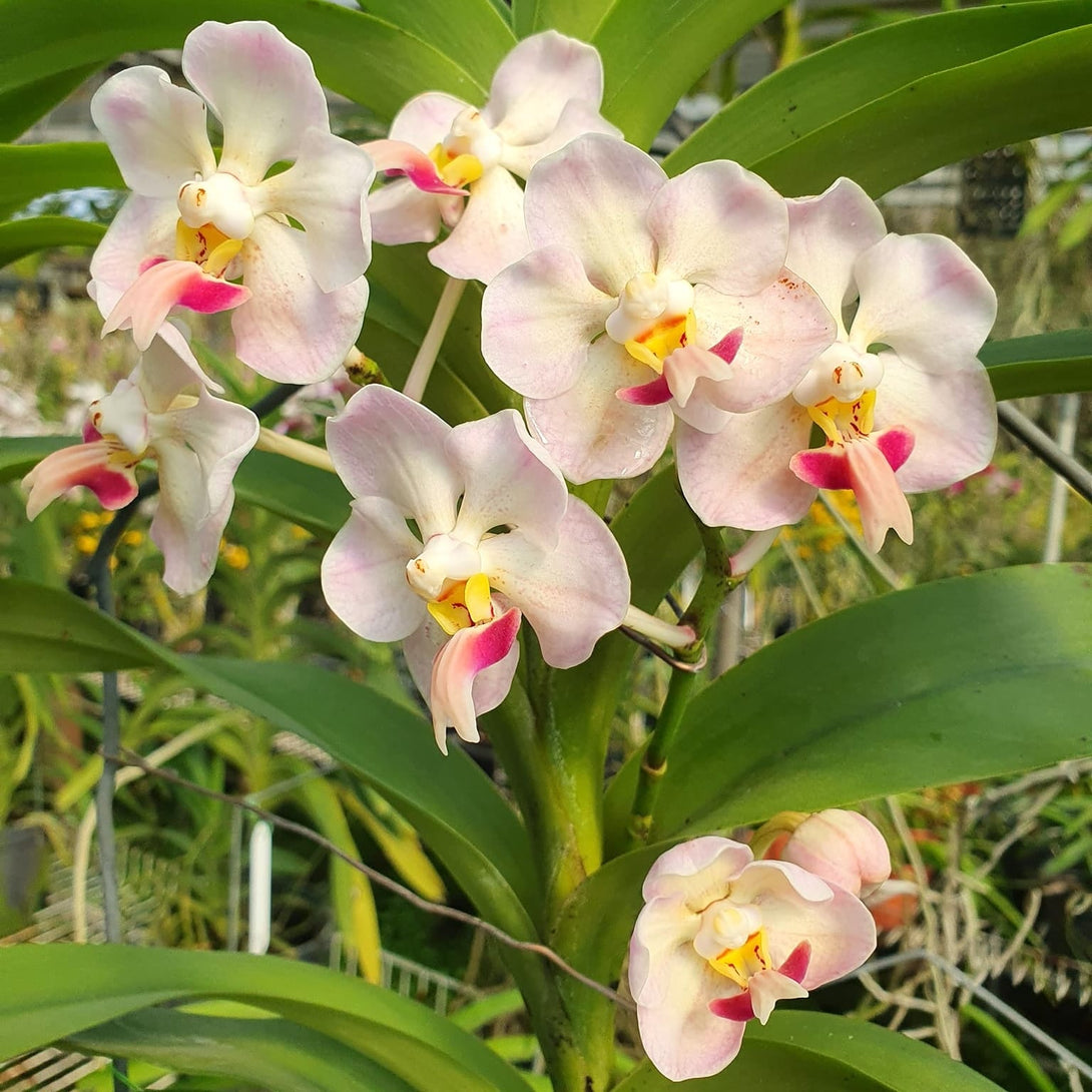 Vanda foetida sp. Sumatra