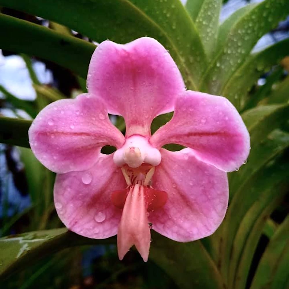 Vanda foetida sp. Sumatra