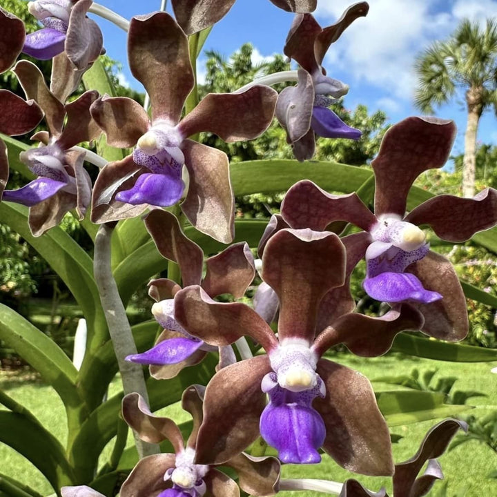 Vanda tessellata