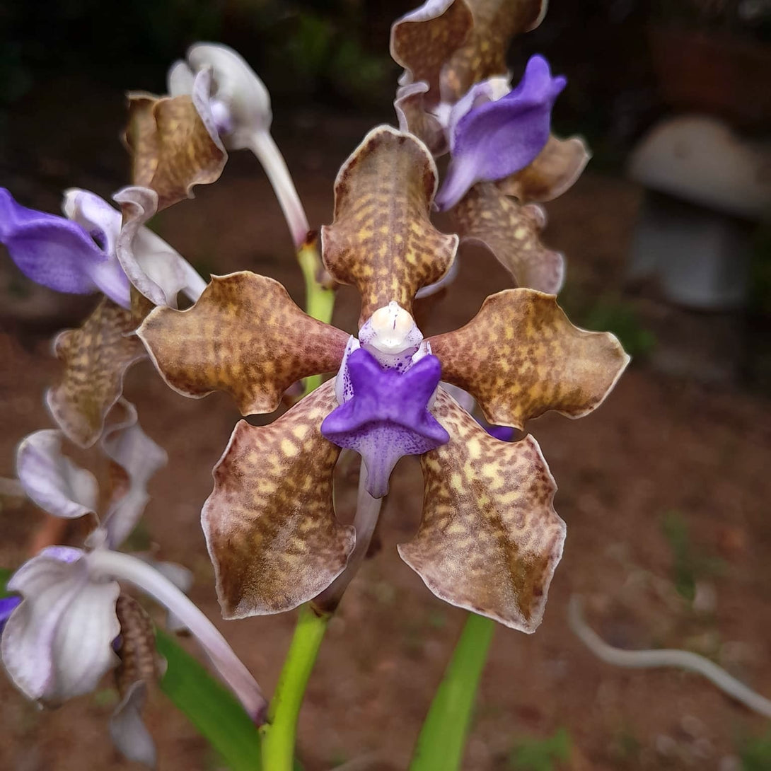 Vanda tessellata