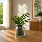 Vanda Tayanee White in a glass vase