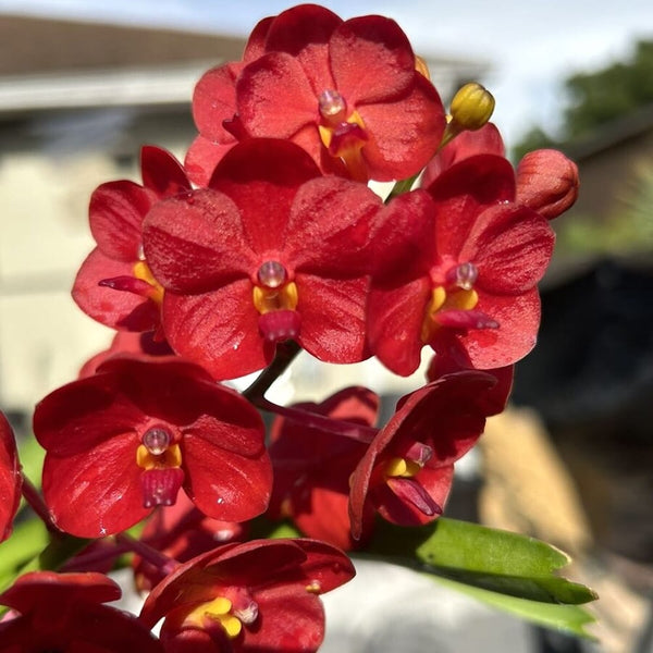 Vanda Jane Edgley (Vanda Haad Song-Khla x Vanda Red Devil)