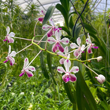 Vanda Loke (Vanda lamellata × Vanda luzonica) parfumata – Secret Garden ...