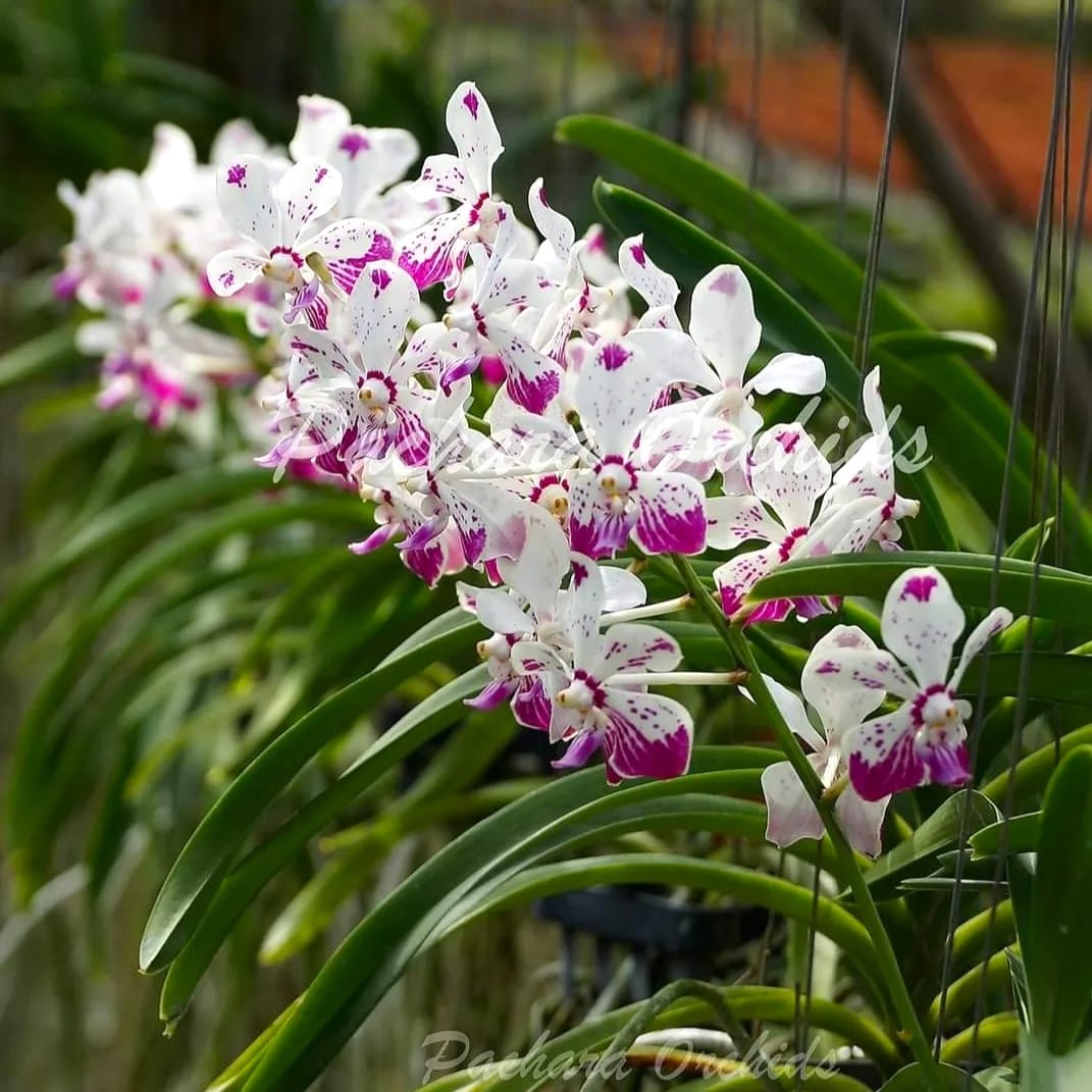 Vanda Loke (Vanda lamellata × Vanda luzonica)