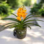Vanda Natcha Princess Orange cu vas de sticla