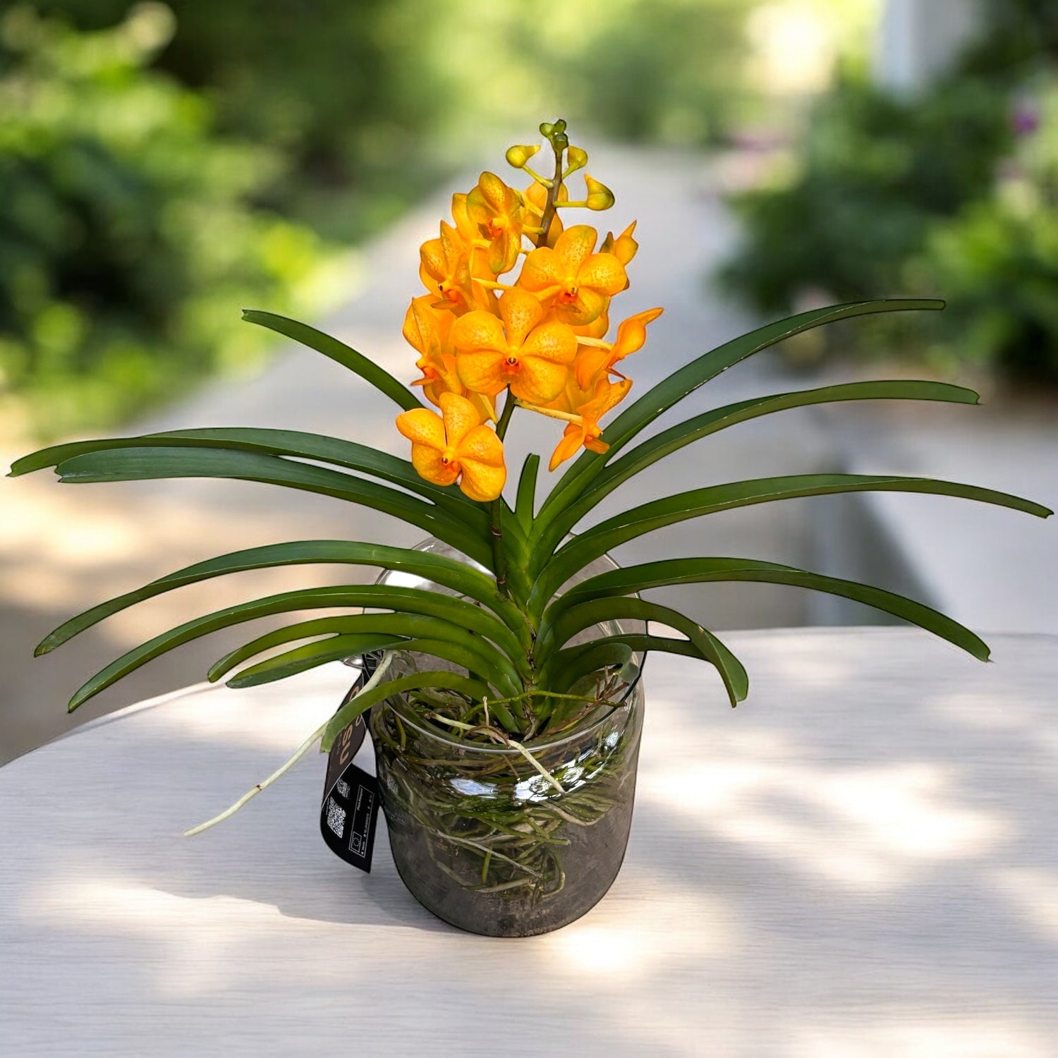 Vanda Natcha Princess Orange cu vas de sticla