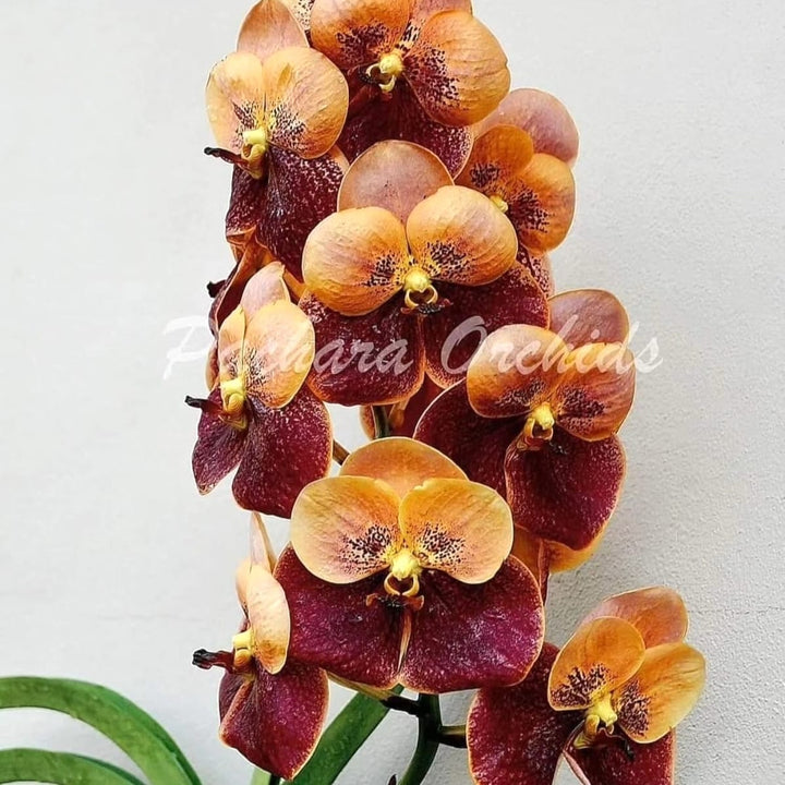 Vanda Suvarnabhumi ‘Carnival’