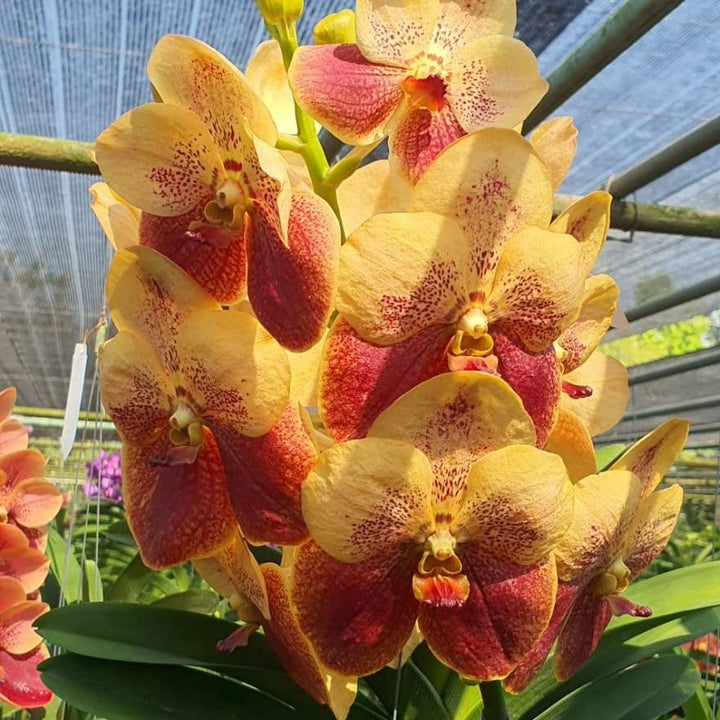 Vanda Suvarnabhumi ‘Carnival’