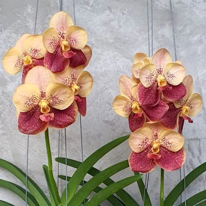 Vanda Suvarnabhumi ‘Carnival’