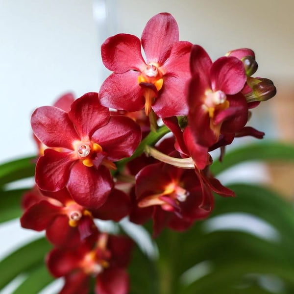 Vanda Sweet Pea 'Ruby' (Vanda bensonii × Vanda Peggy Foo)