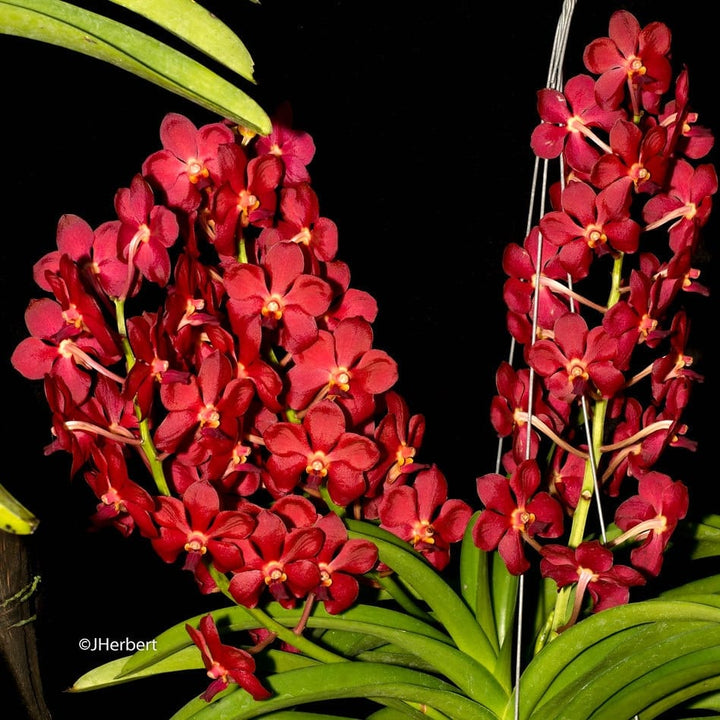 Vanda Sweet Pea 'Ruby' (Vanda bensonii × Vanda Peggy Foo)