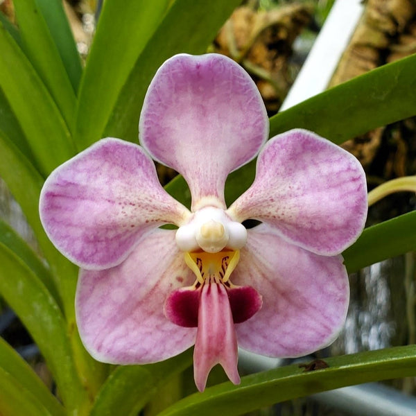 Vanda foetida sp. Sumatra