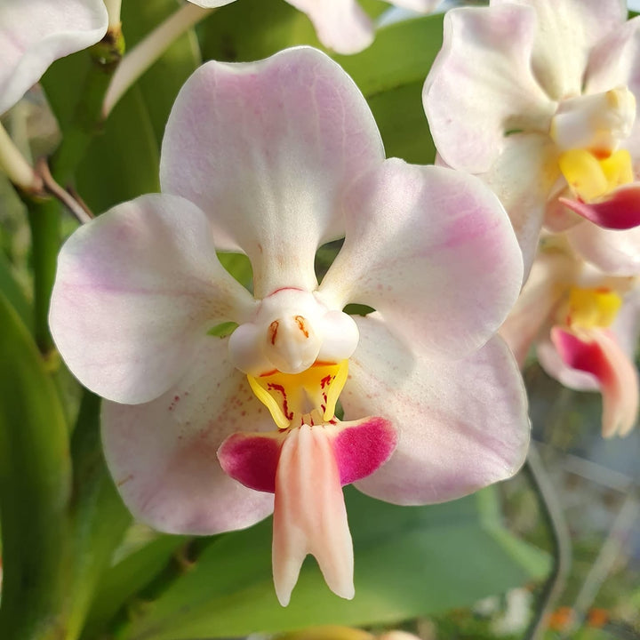 Vanda foetida sp. Sumatra