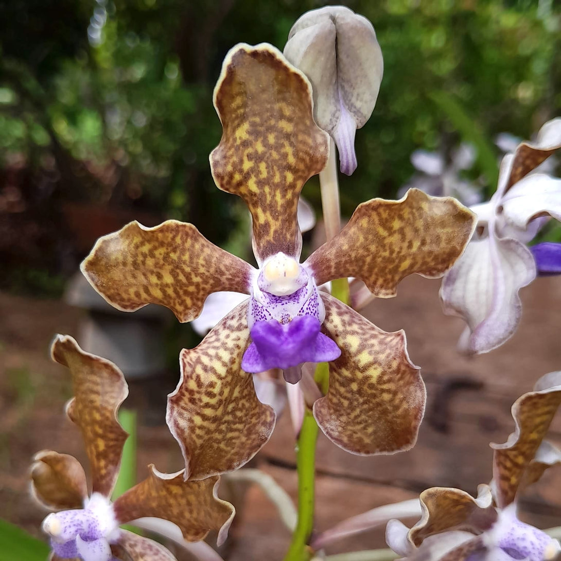 Vanda tessellata