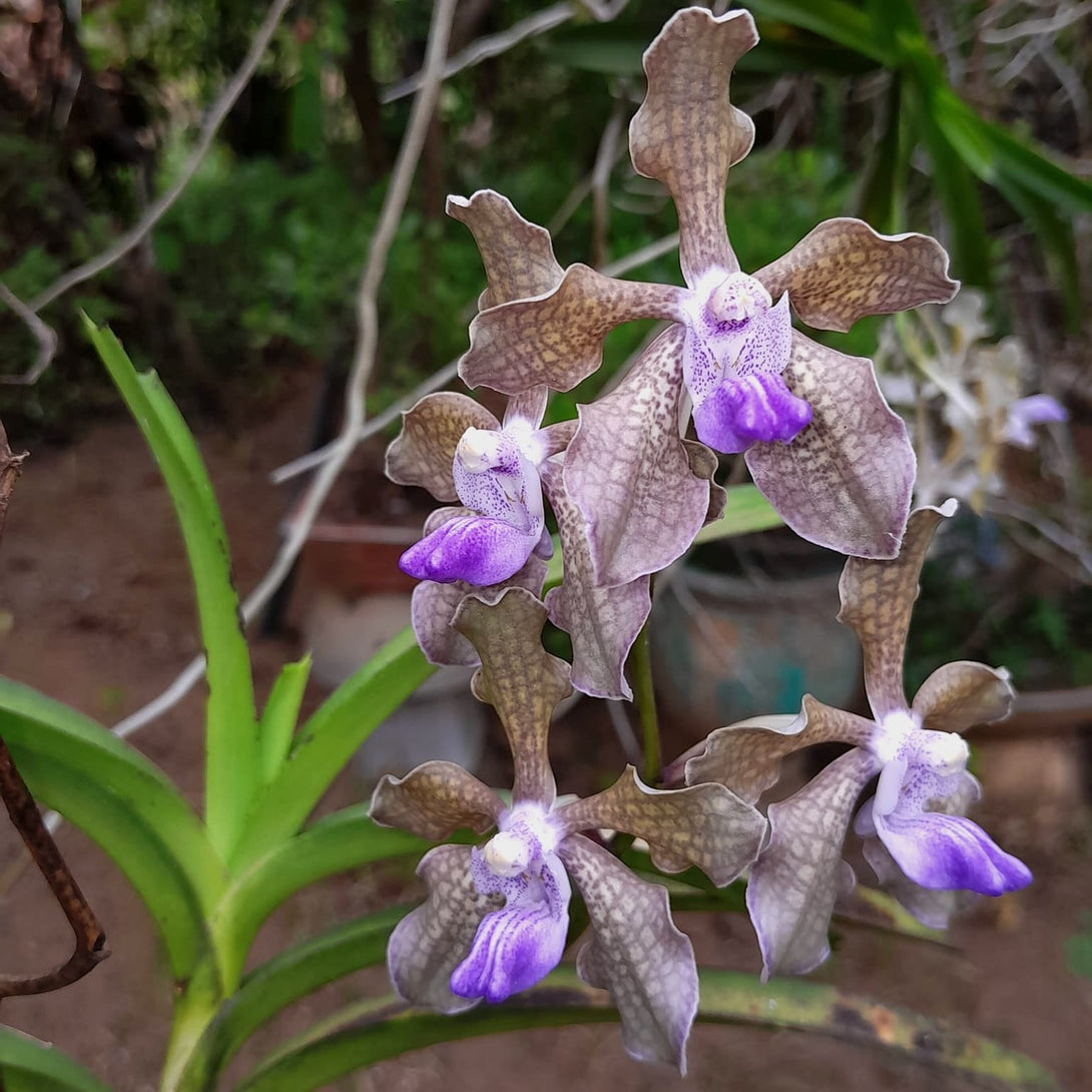 Vanda tessellata