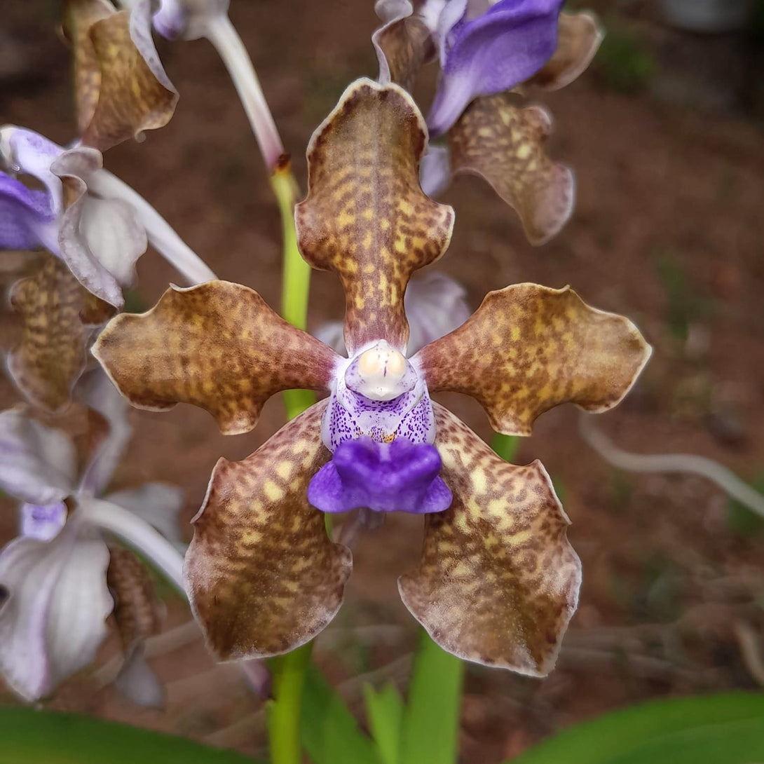 Vanda tessellata