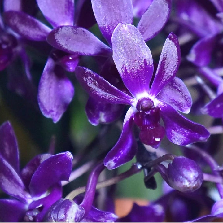 Vandachostylis Pinky 'Violet Queen'